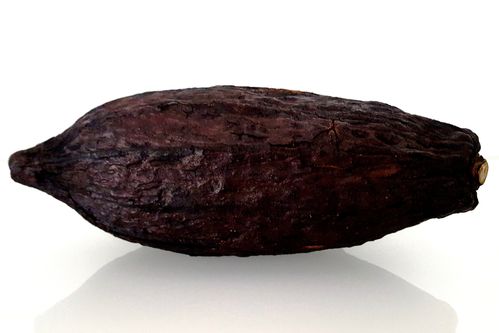 AUSVERKAUFT Kakaoschote 7-10 cm Größe S  AUSVERKAUFT