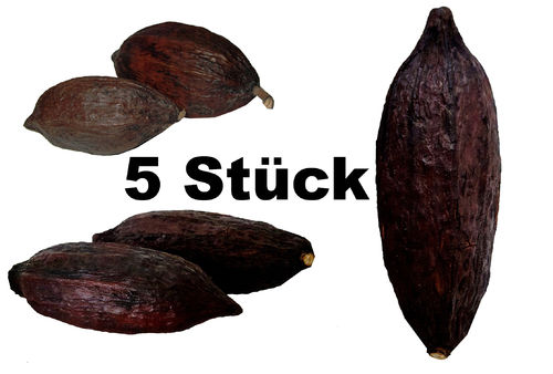 Echte Kakaoschoten 5 Stück im Set, versch. Größen AUSVERKAUFT