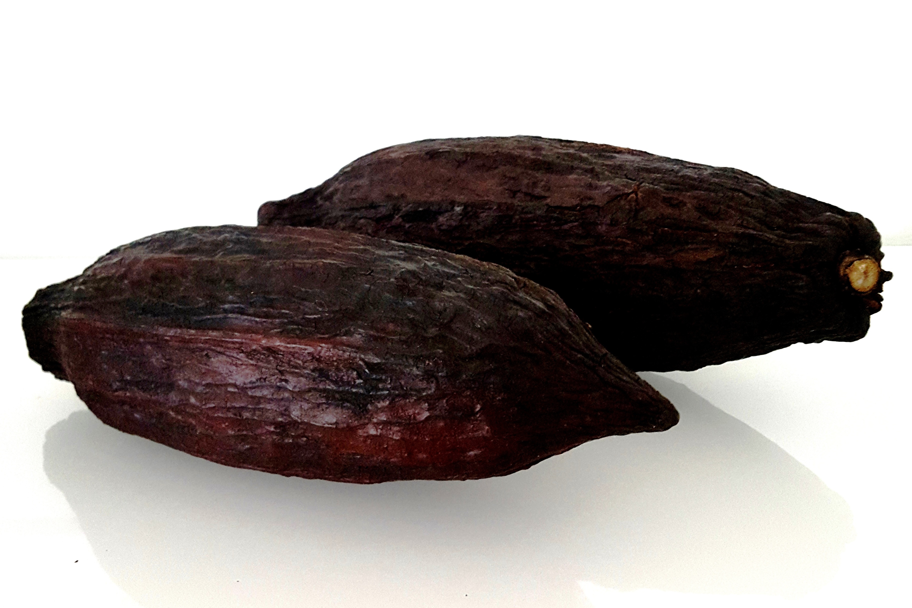 KakaoschotenRiesenschoten2er.jpeg